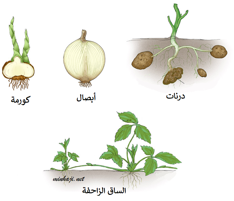 طرق التكاثر الخضري في النباتات